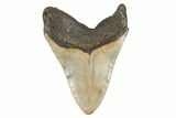 Massive, Fossil Megalodon Tooth - Visible Serrations #192865-2